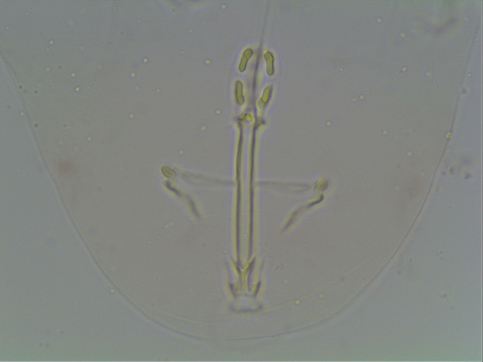 Hypsibius arcticus image
