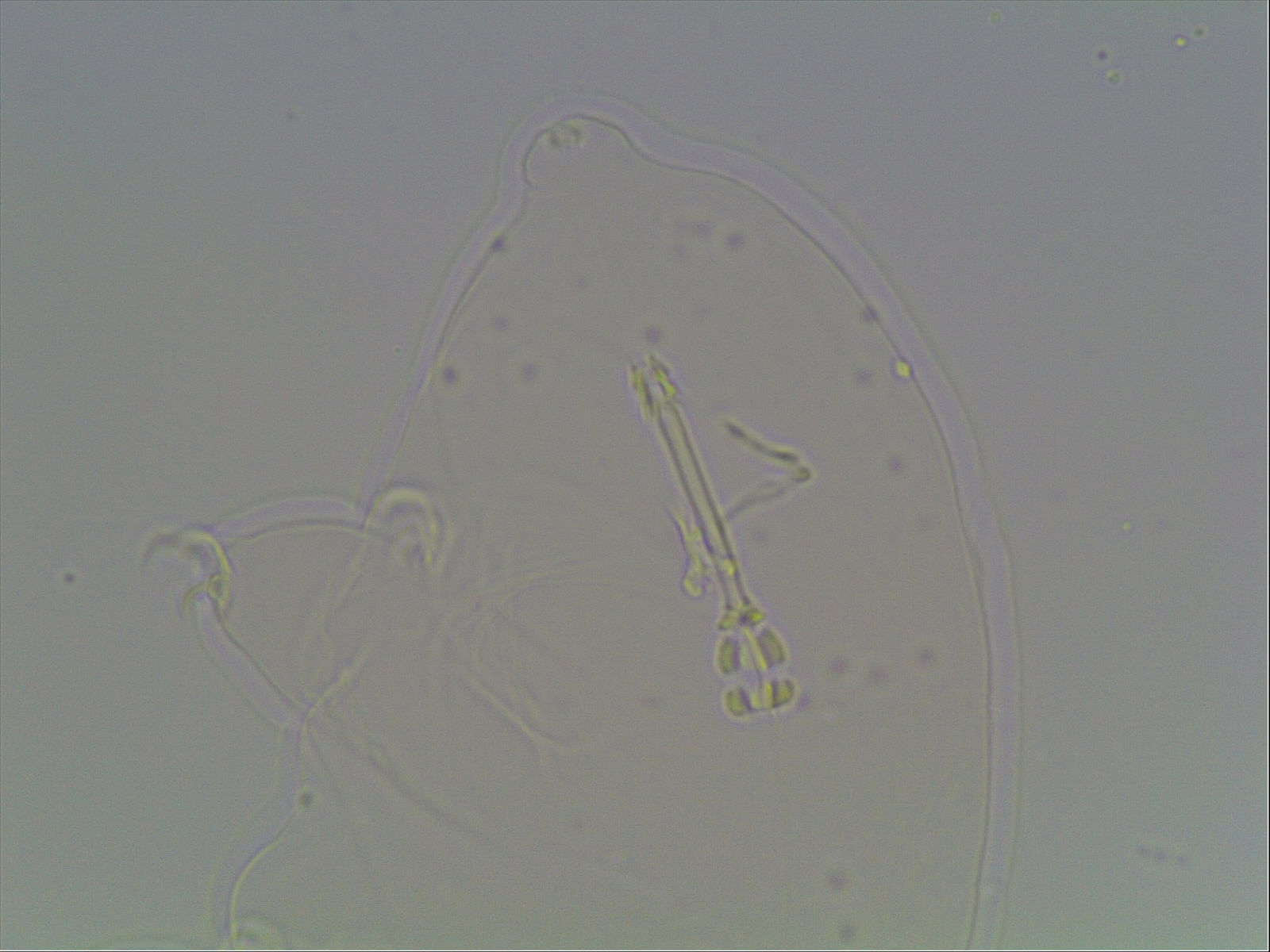 Hypsibius arcticus image