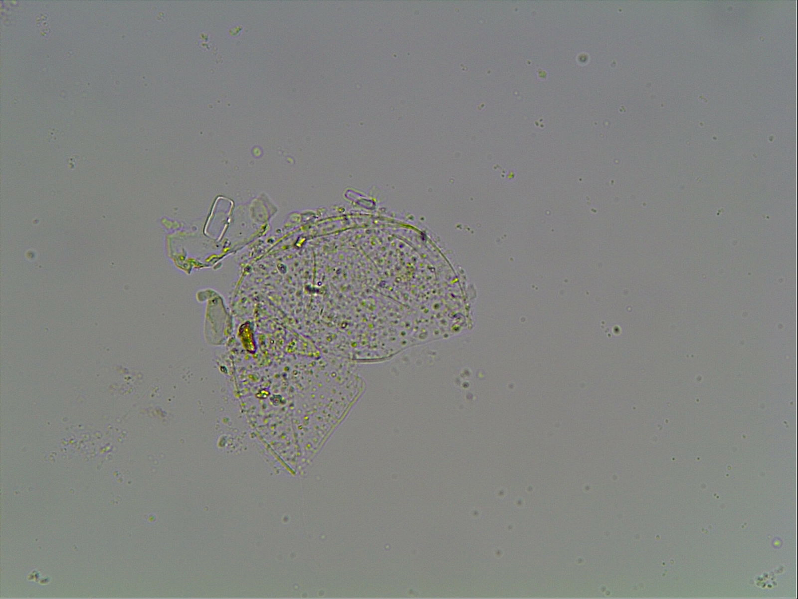Hypsibius arcticus image
