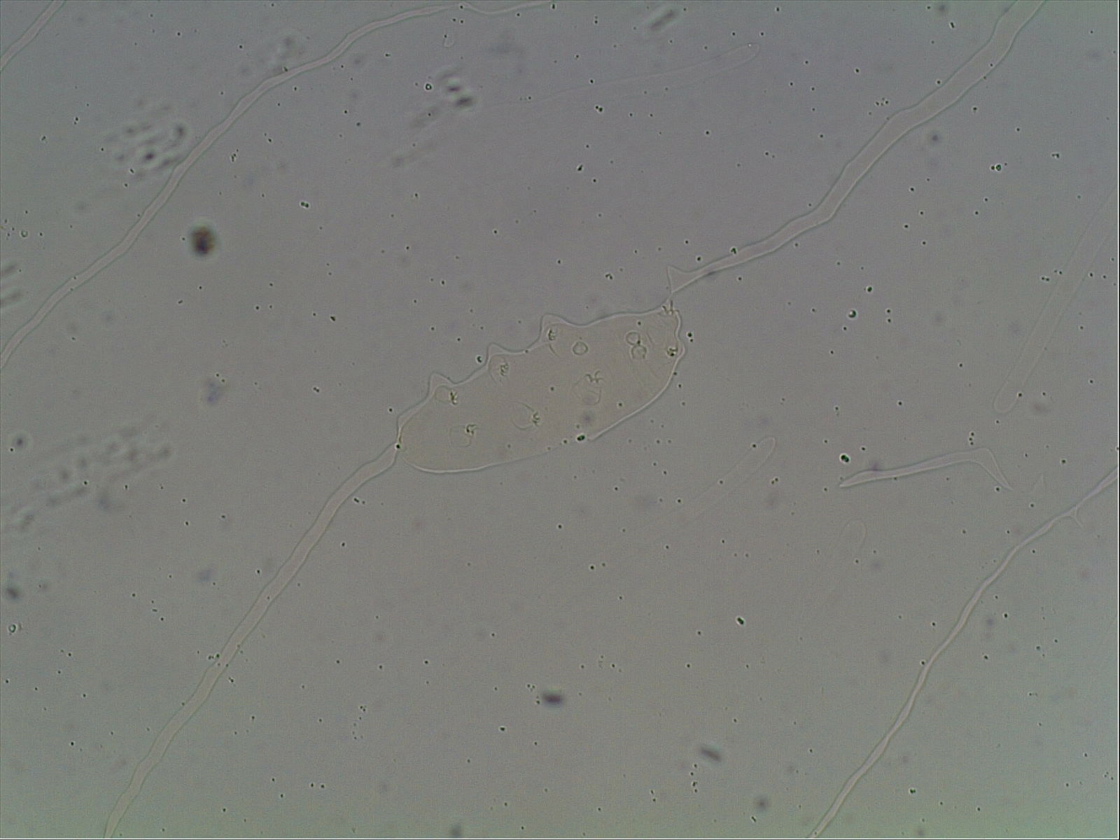 Hypsibius arcticus image