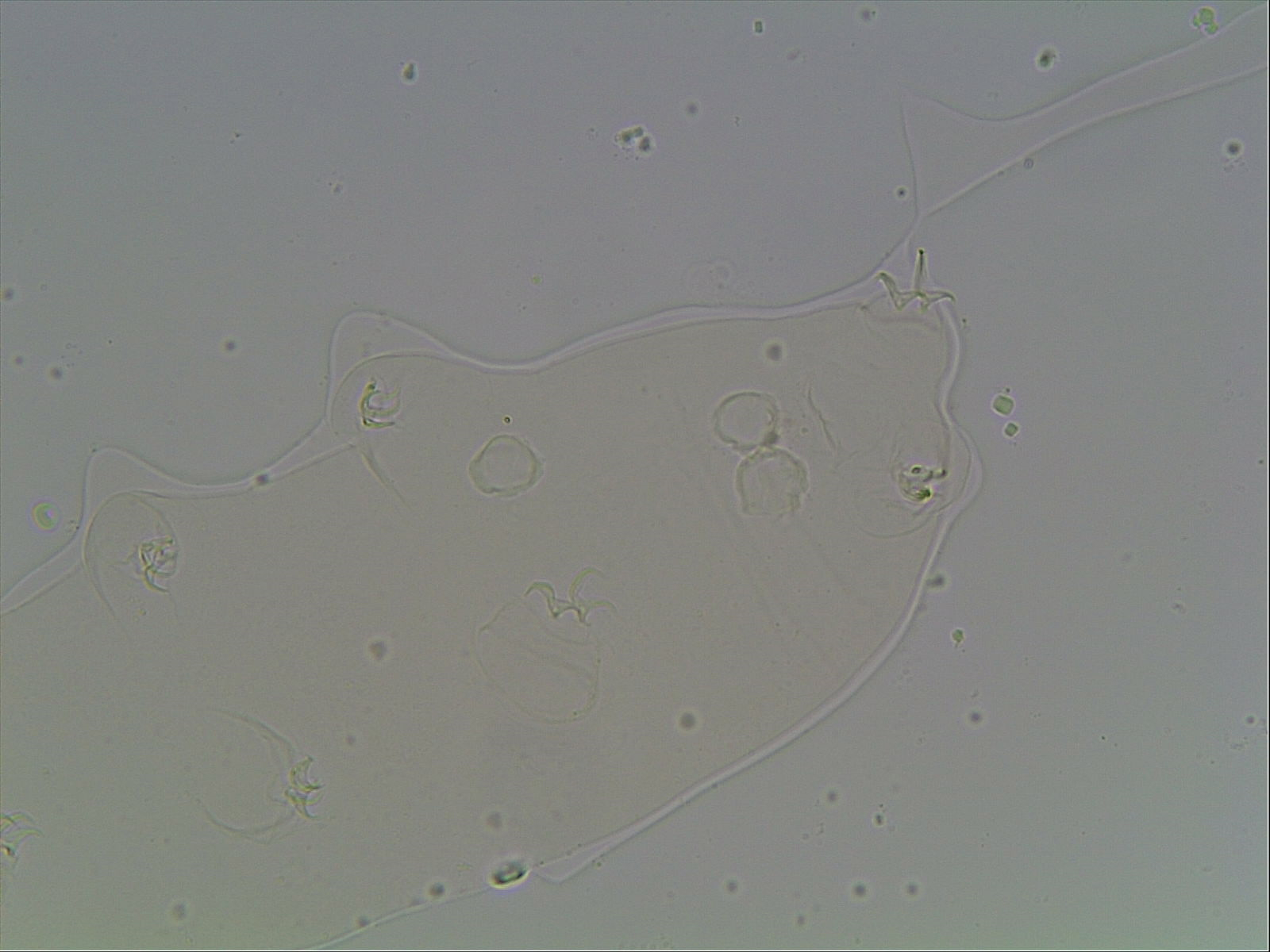 Hypsibius arcticus image