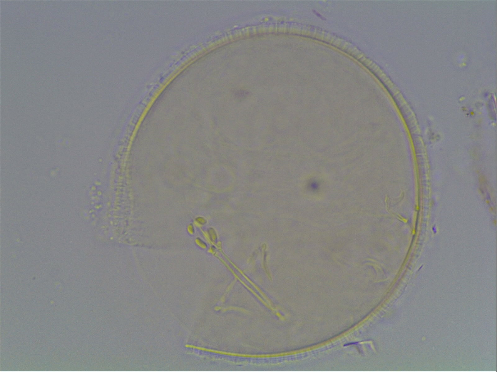 Hypsibius arcticus image
