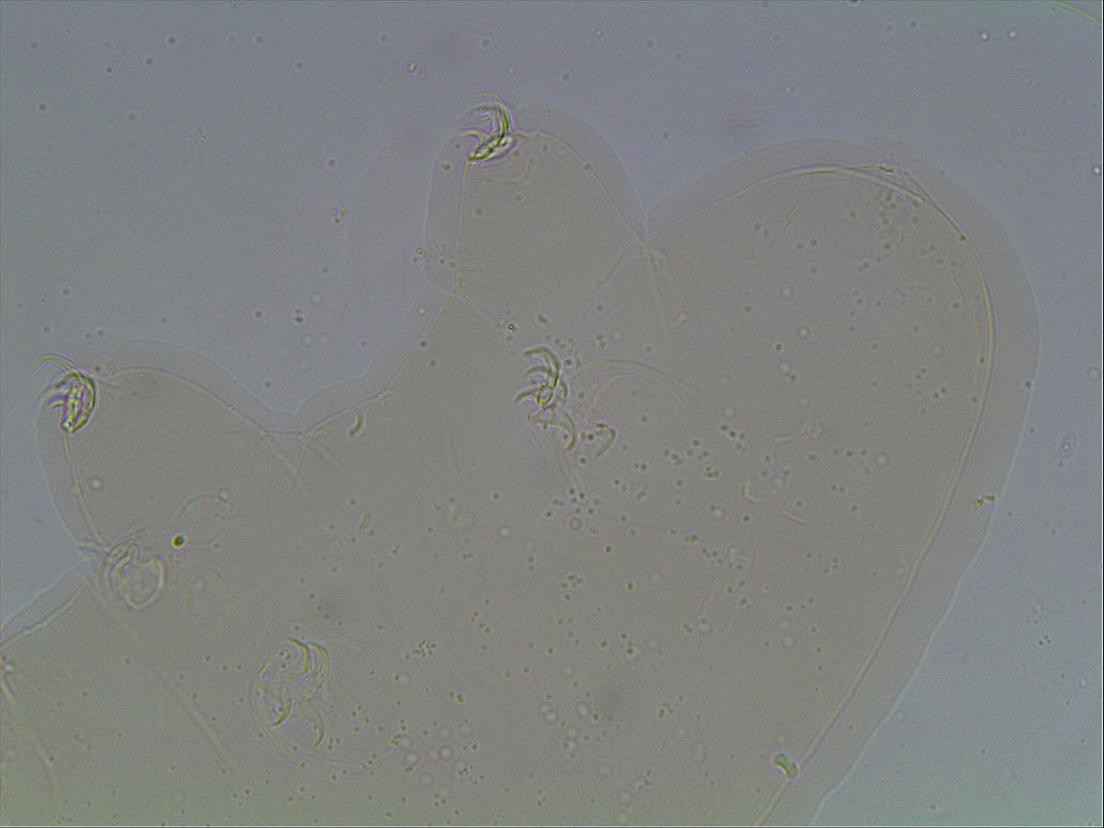 Hypsibius arcticus image