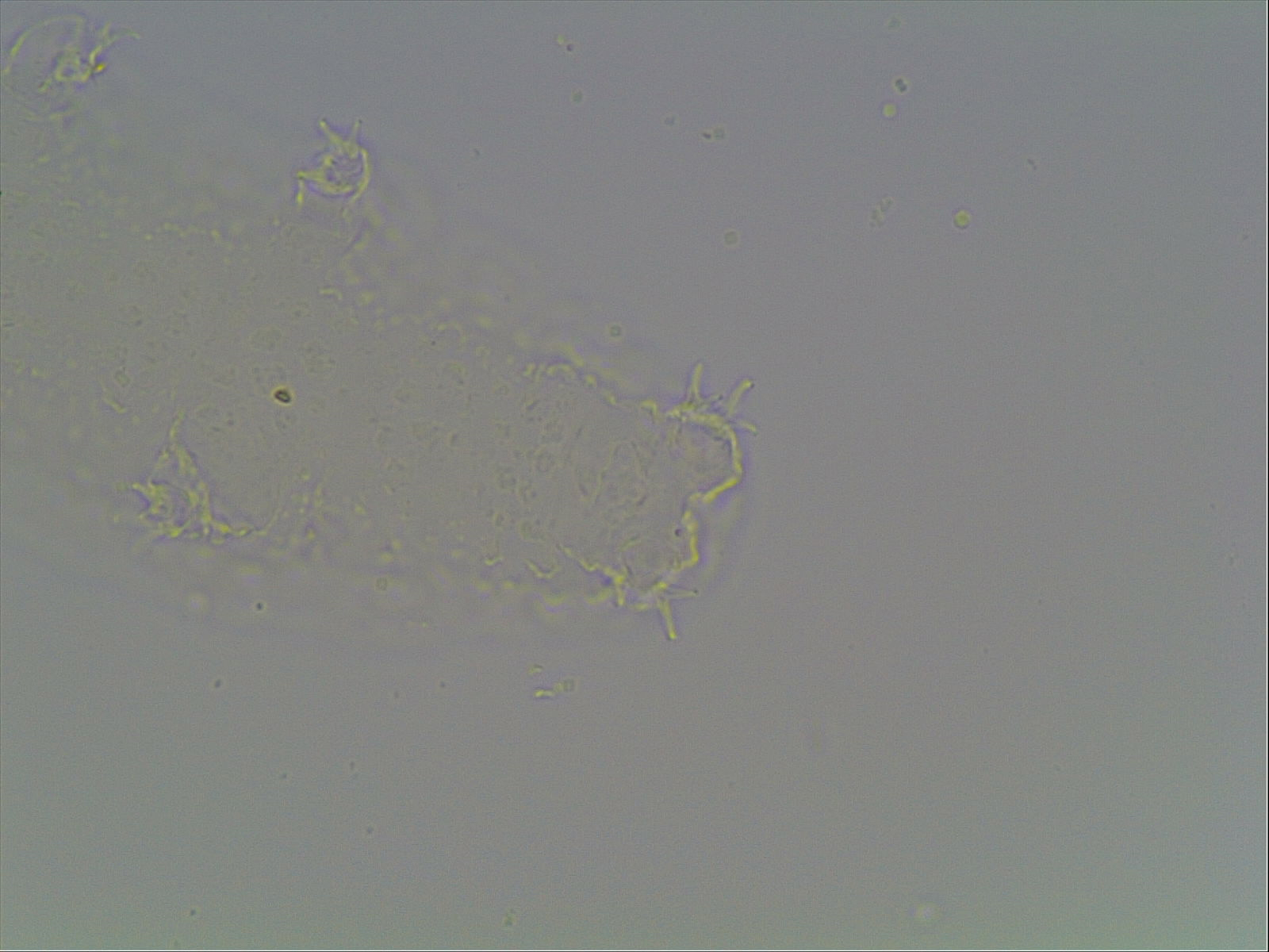 Ramazzottius baumanni image