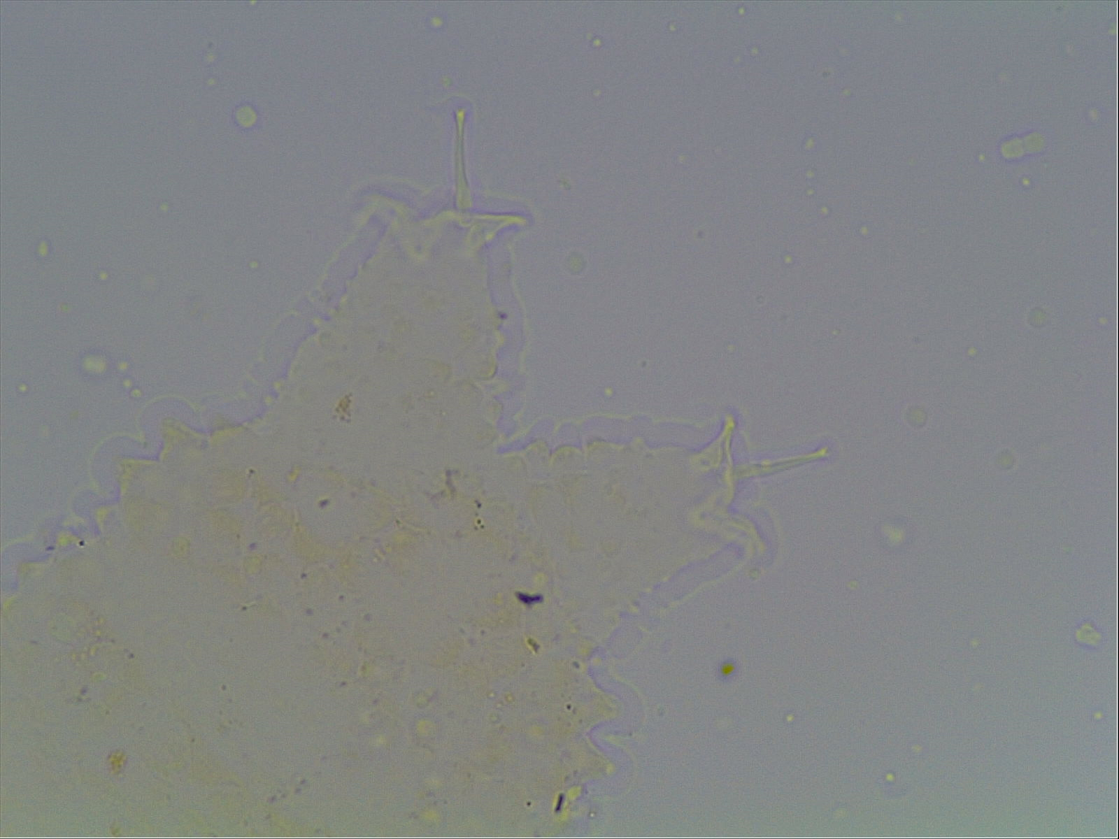 Hypsibius calcaratus image