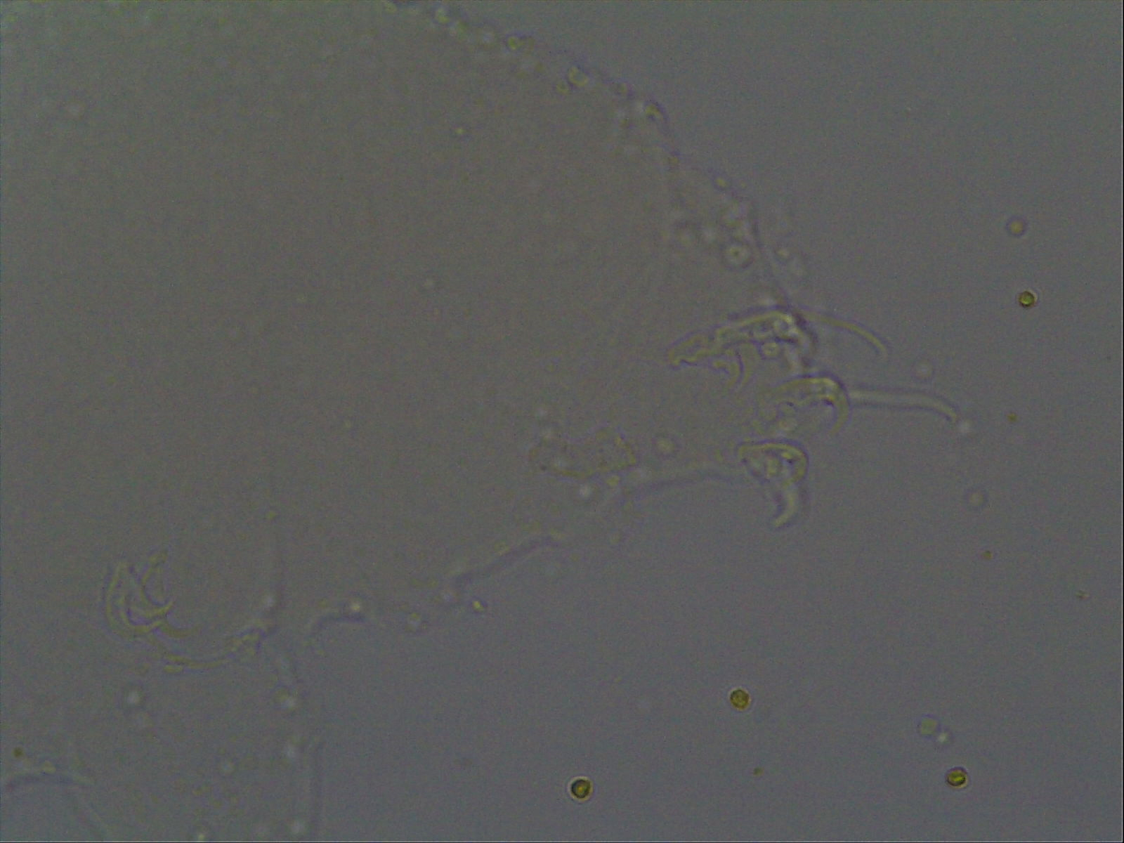 Hypsibius calcaratus image