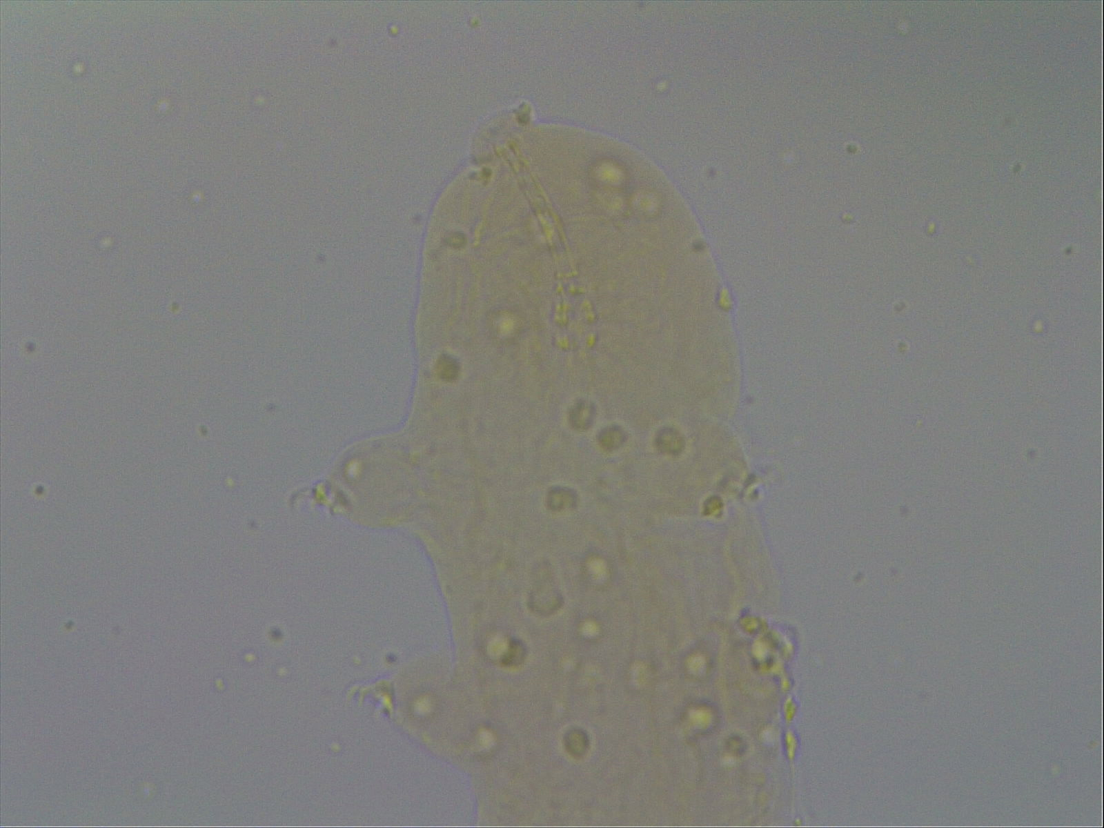 Hypsibius convergens image
