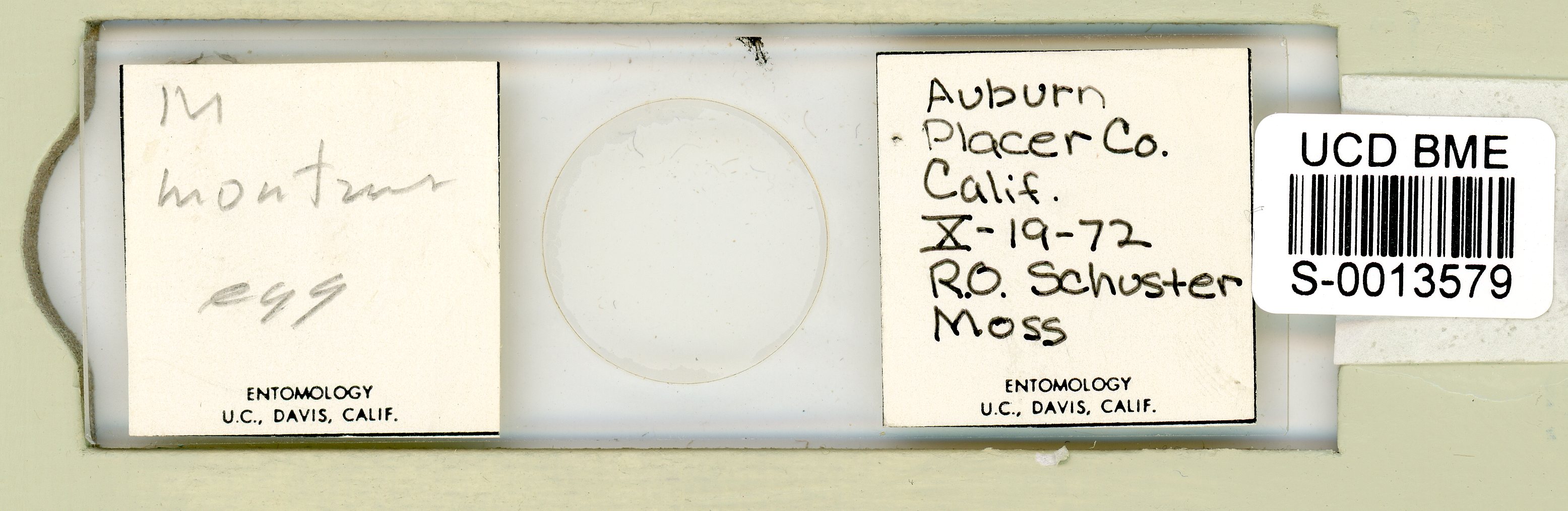 Mesobiotus montanus image