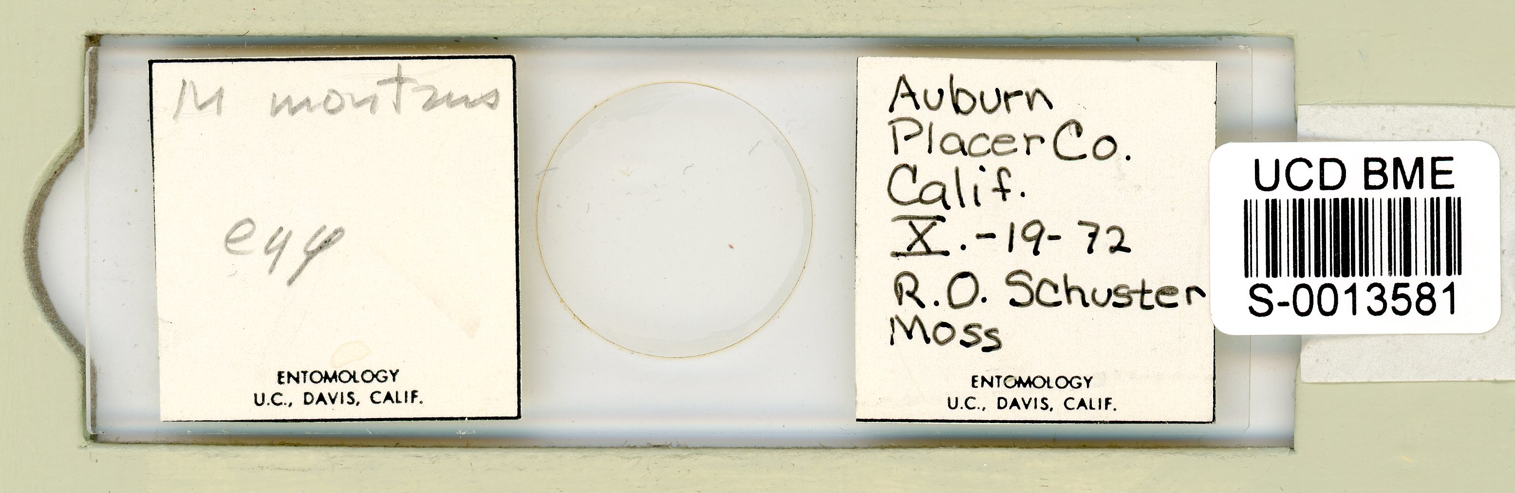 Mesobiotus montanus image
