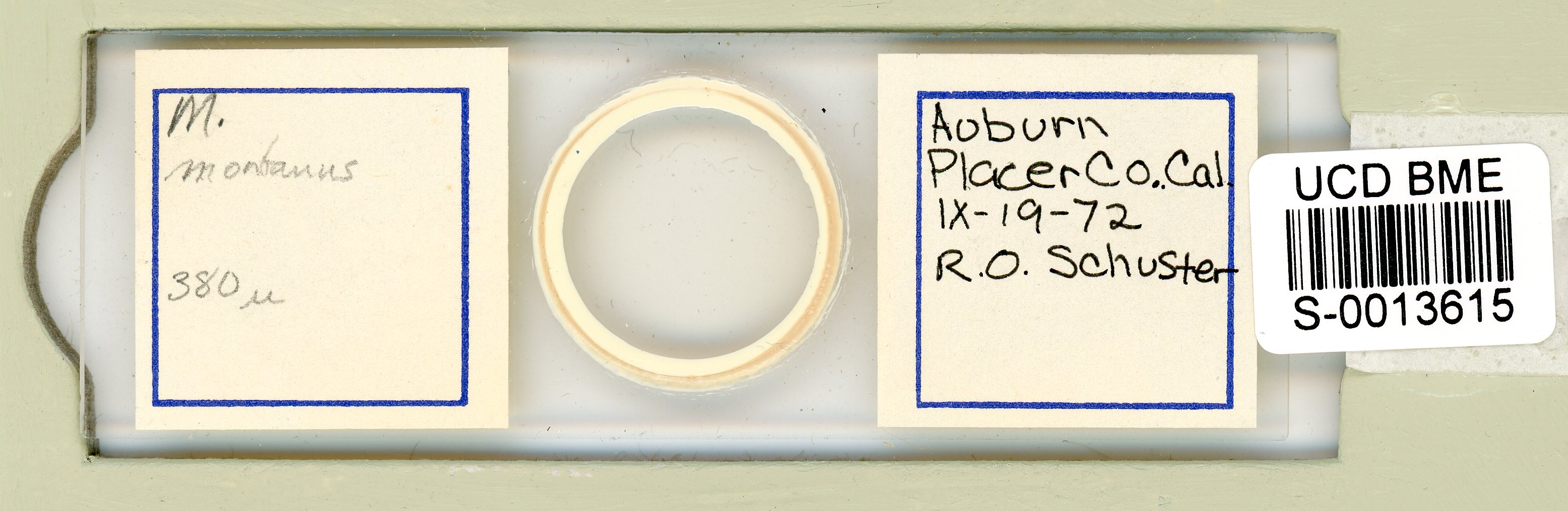 Mesobiotus montanus image