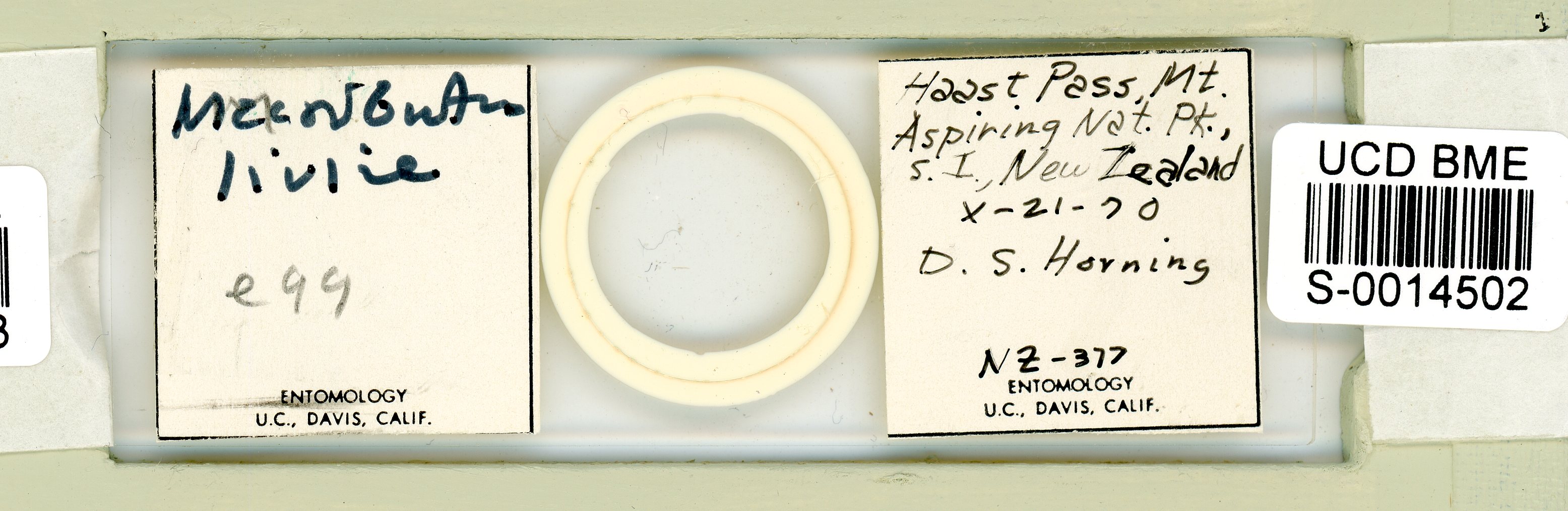 Macrobiotus islandicus image