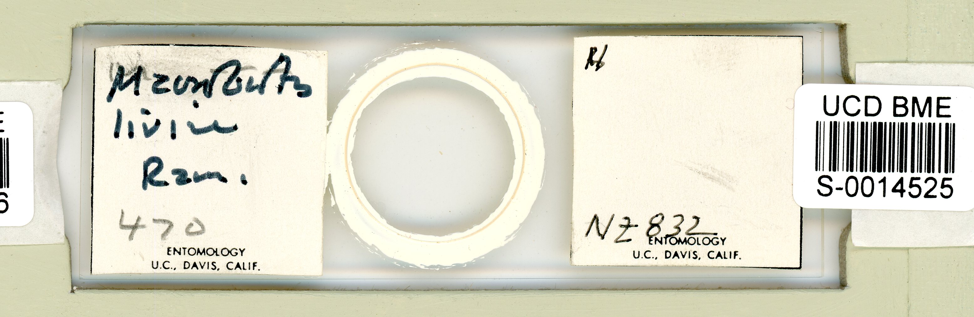 Mesobiotus liviae image