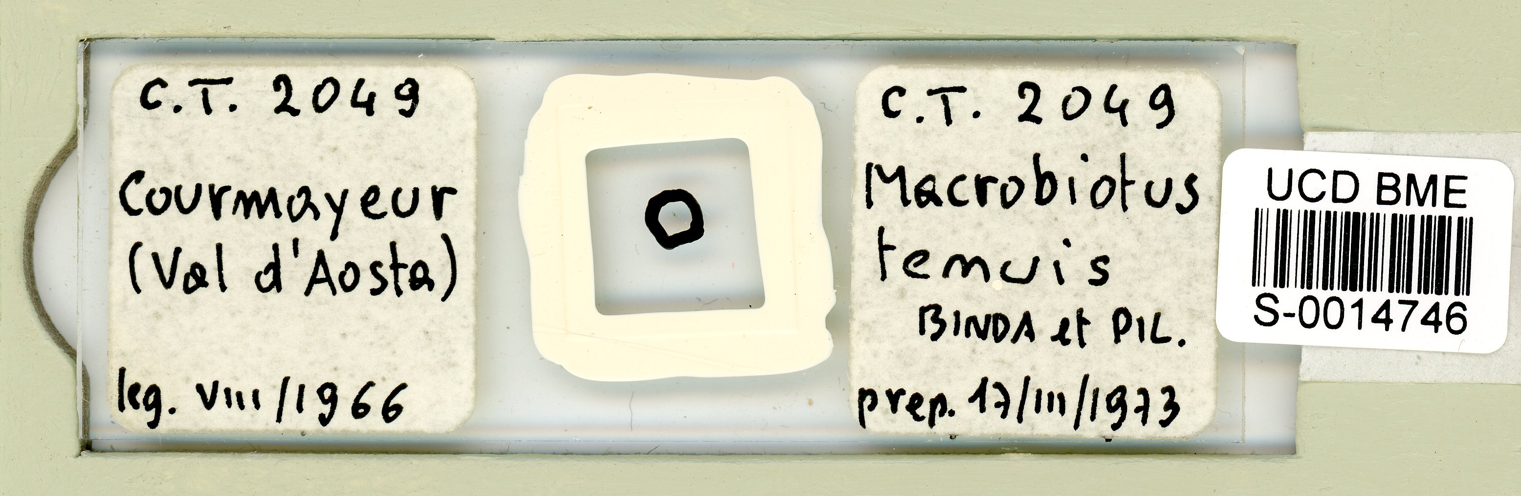 Tenuibiotus tenuis image