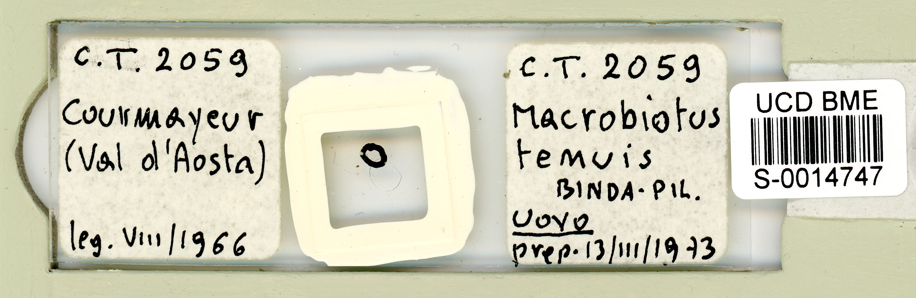 Tenuibiotus tenuis image