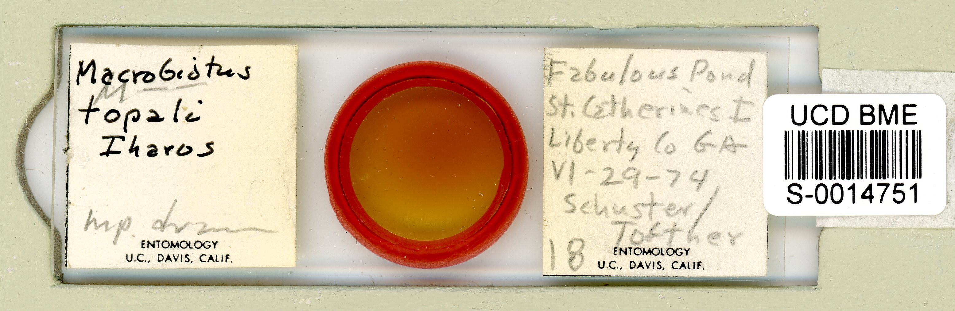 Macrobiotus topali image