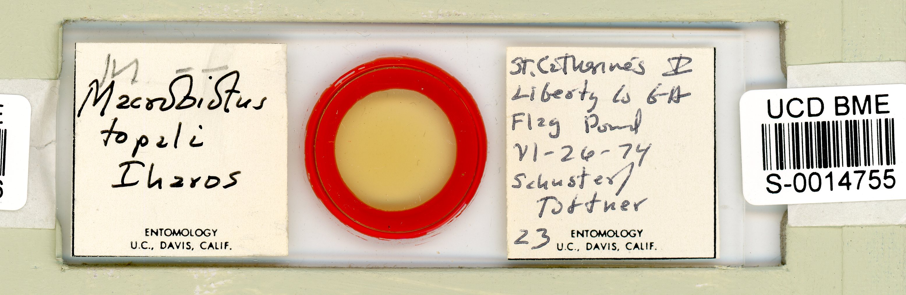 Macrobiotus topali image