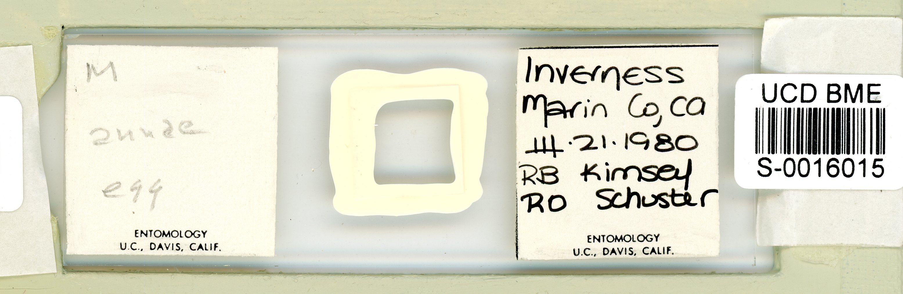Macrobiotus annae image