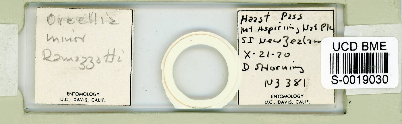 Oreellidae image