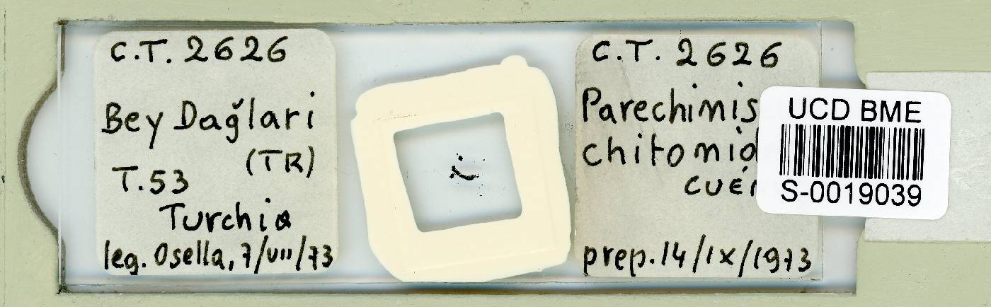 Parechiniscus chitonides image