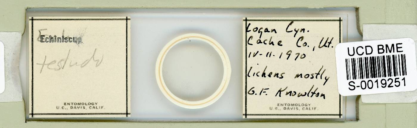 Echiniscus testudo image