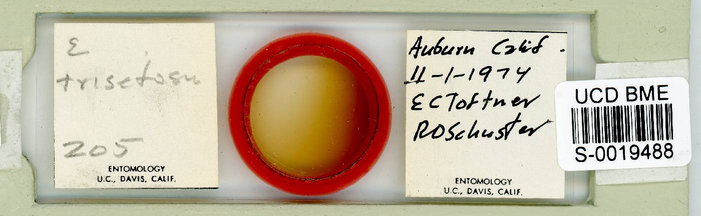 Echiniscus trisetosus image