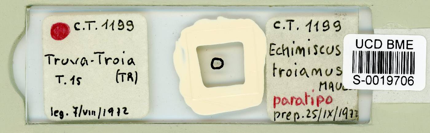 Echiniscus trojanus image