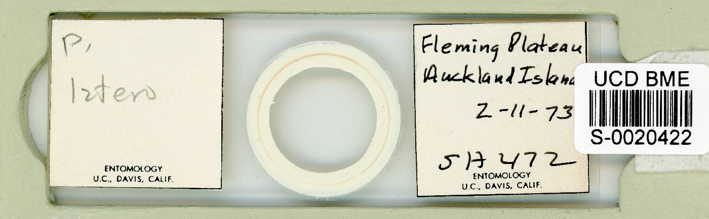 Antechiniscus lateromamillatus image