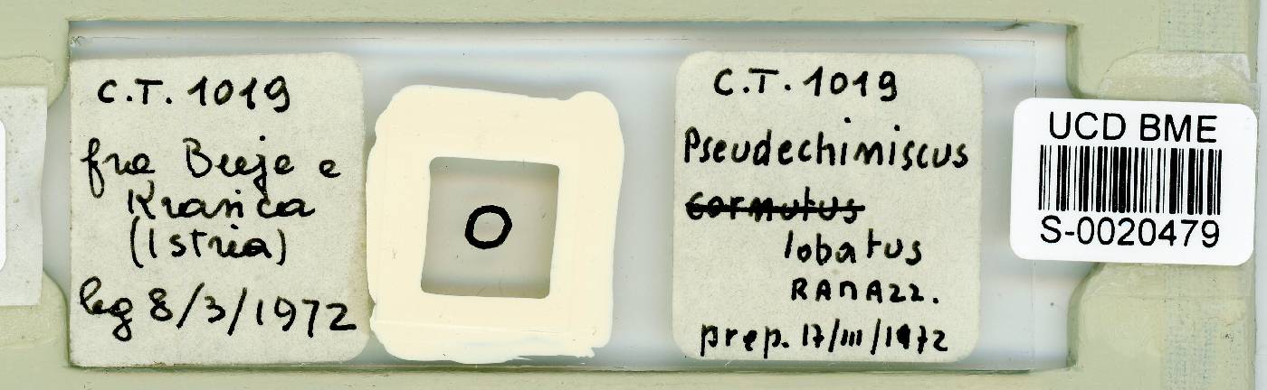 Cornechiniscus lobatus image