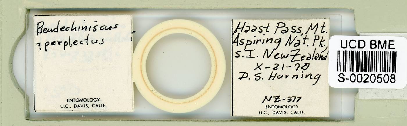 Antechiniscus perplexus image