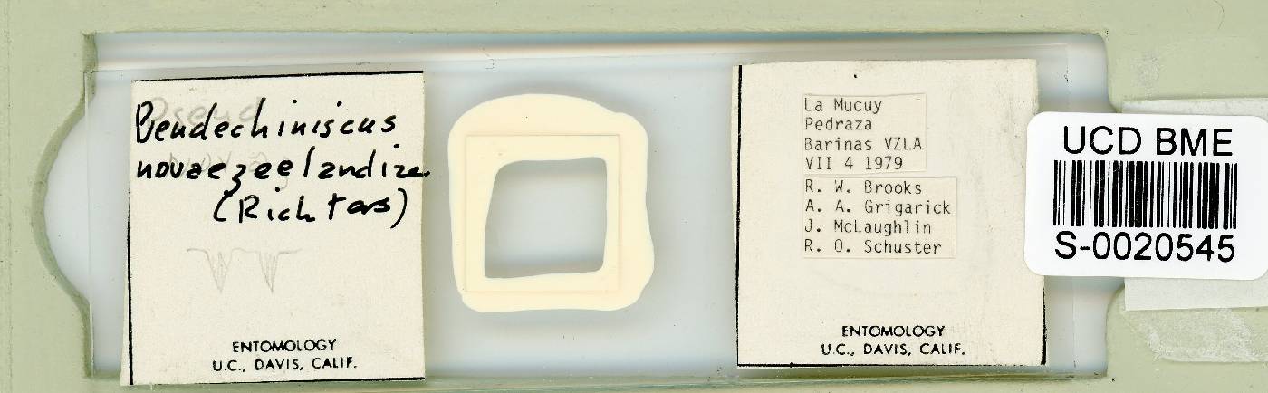 Pseudechiniscus novaezeelandiae image