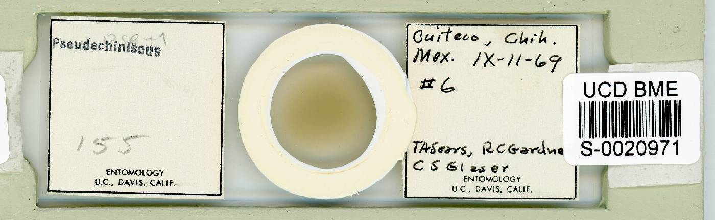 Pseudechiniscus image