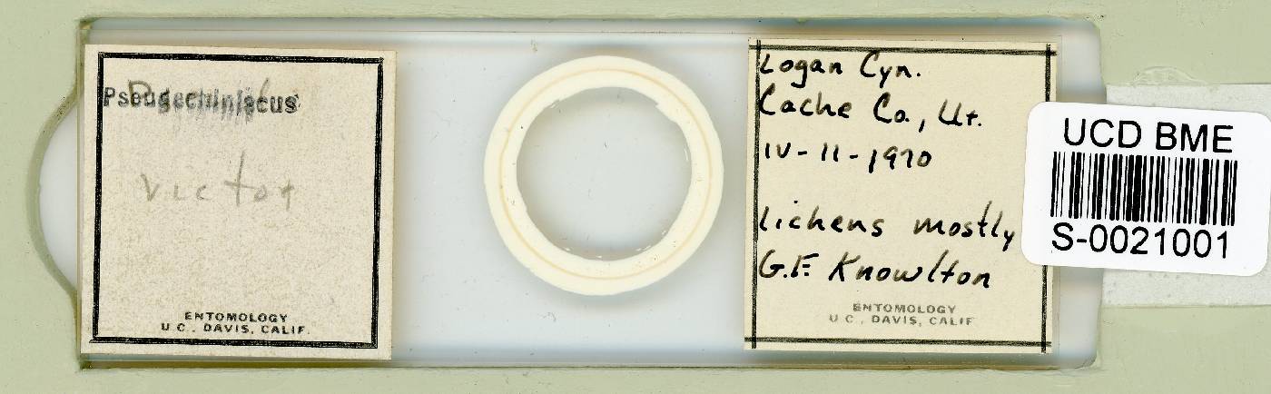 Acanthechiniscus victor image