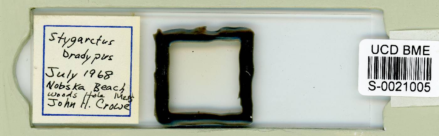 Stygarctidae image