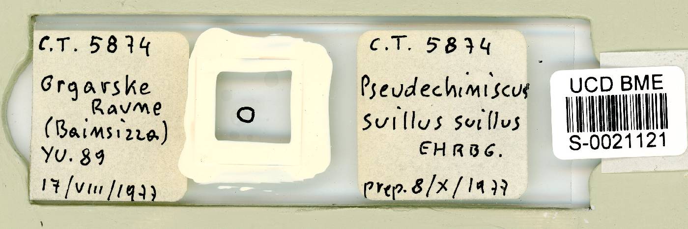 Pseudechiniscus suillus image