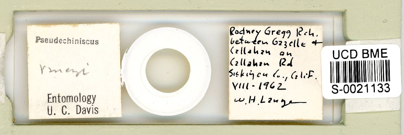 Multipseudechiniscus raneyi image