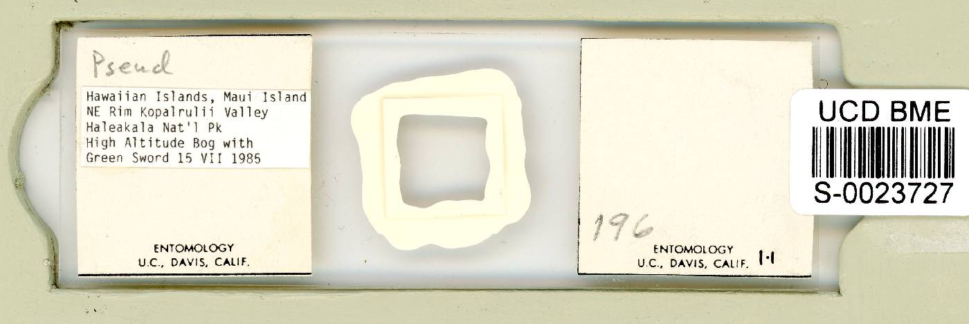 Pseudechiniscus image