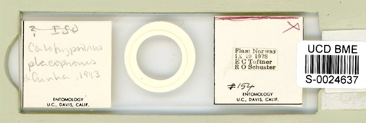 Calohypsibius placophorus image