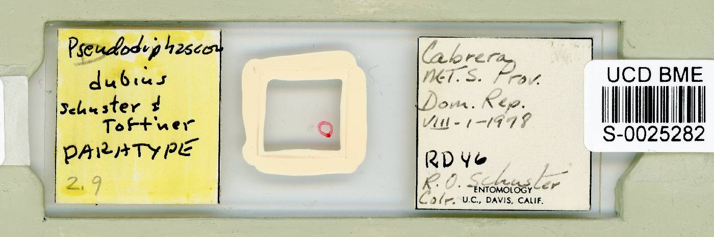 Minilentus dubius image