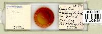 Echiniscus calcaratus image