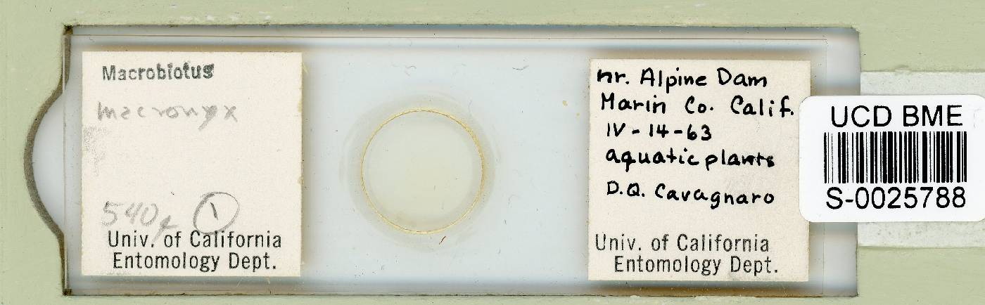 Dactylobiotus macronyx image