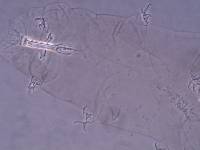 Thulinius saltursus image