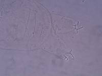 Thulinius saltursus image