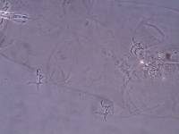 Thulinius saltursus image