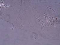 Thulinius saltursus image