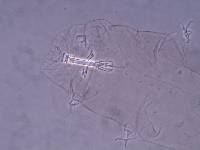 Thulinius saltursus image