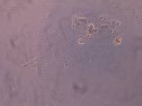 Schusterius tridigitus image