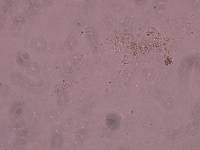 Schusterius tridigitus image