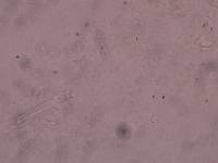 Schusterius tridigitus image