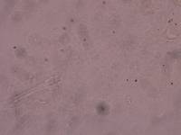 Schusterius tridigitus image