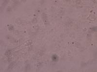 Schusterius tridigitus image